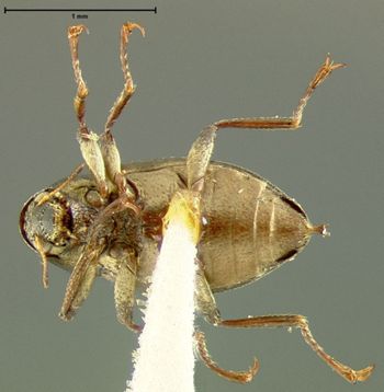Media type: image;   Entomology 24463 Aspect: habitus ventral view